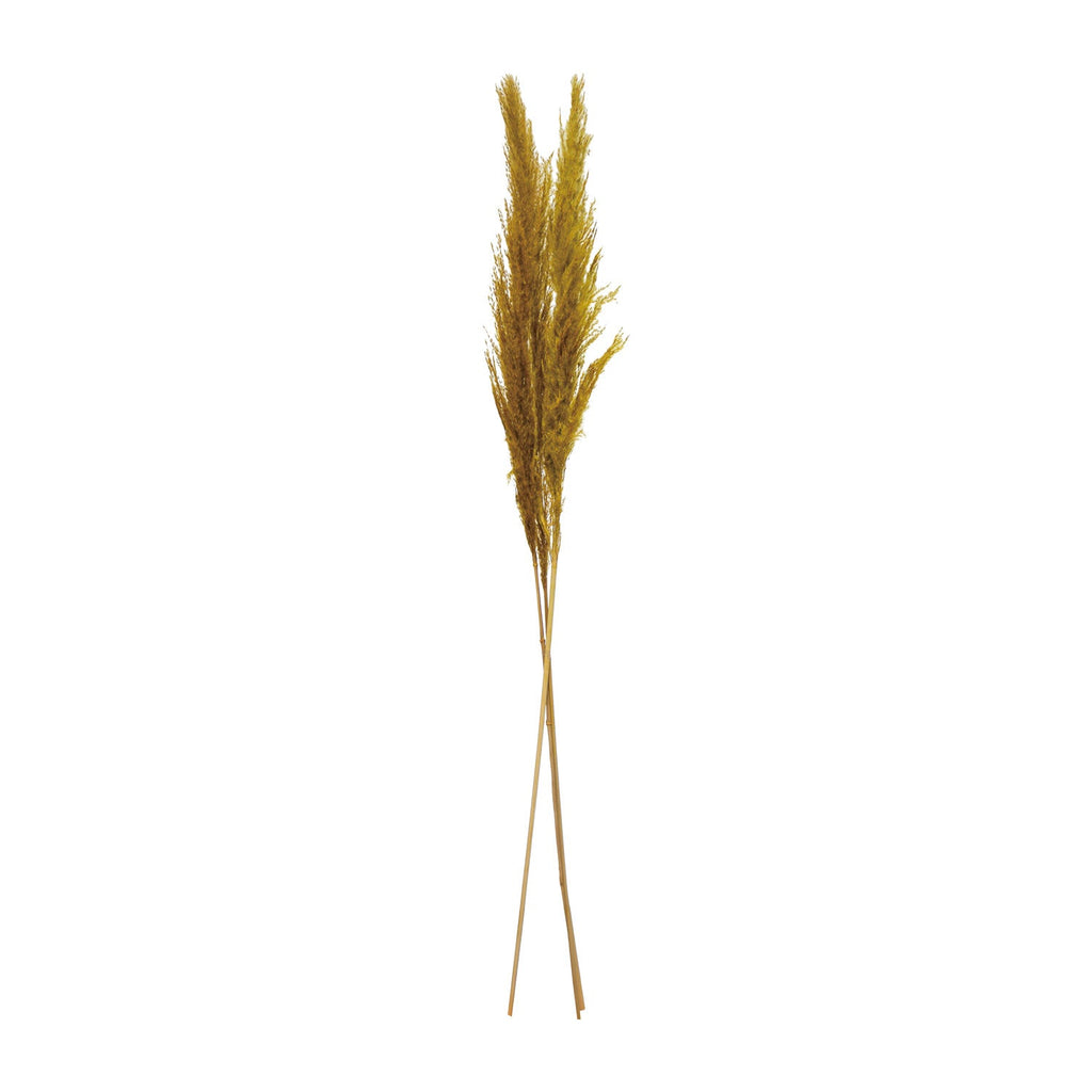 Dried Natural Pampas Grass Bunch - Haus of Powell